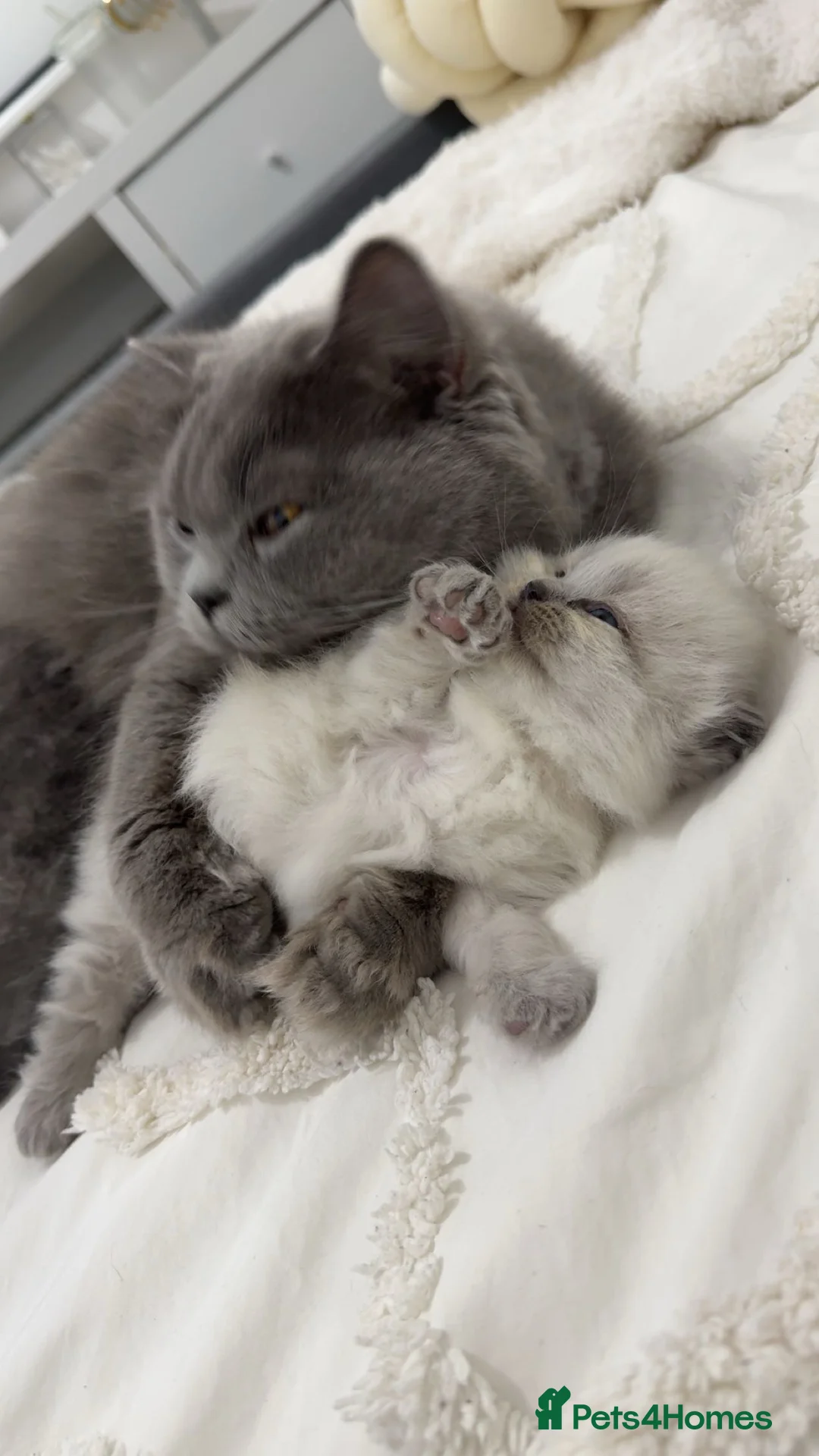 British Longhair cats for sale: Bluepoint British longhair grey British shorthair  - Advert 5