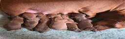 Miniature Dachshund dogs for sale: KC Miniature Dachshunds - Advert 4
