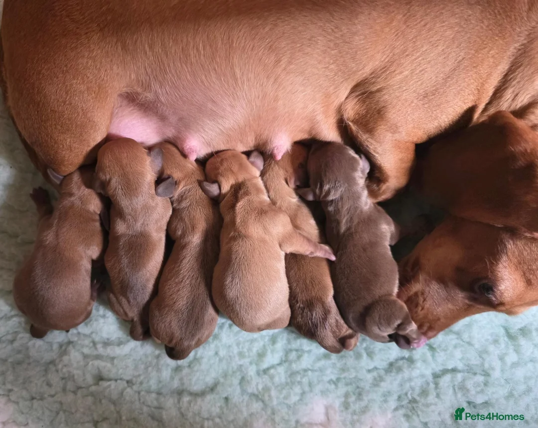 Miniature Dachshund dogs for sale: KC Miniature Dachshunds - Advert 4
