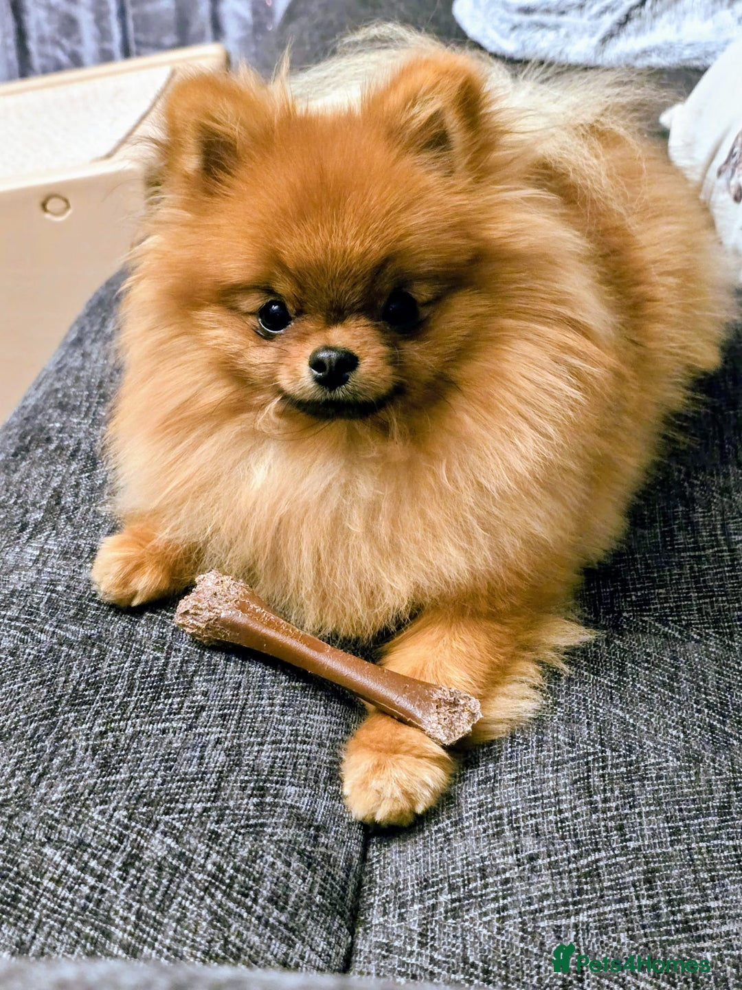 Pomeranian dogs for sale: Beautiful Pomeranian female - Advert 3