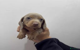 Miniature Dachshund dogs for sale: KC Reg Miniature Dachsunds - Advert 5