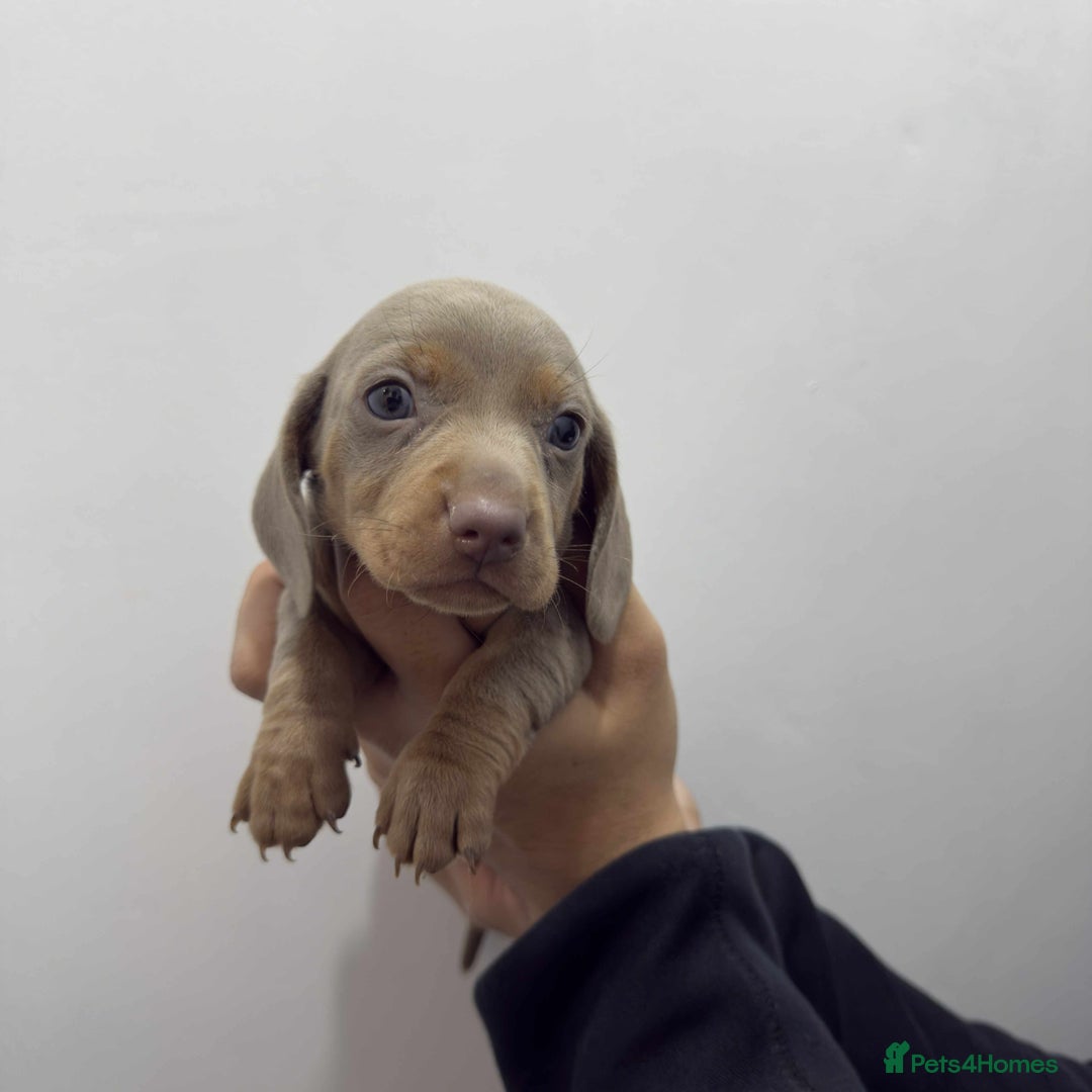 Miniature Dachshund dogs for sale: KC Reg Miniature Dachsunds - Advert 5
