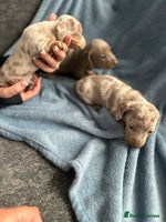 Miniature Dachshund dogs Special delivery 💙💕 - Advert 13