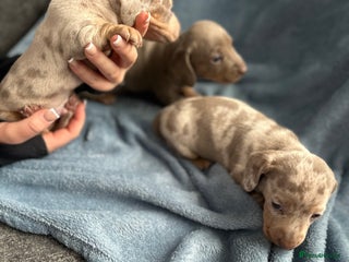 Miniature Dachshund dogs Special delivery 💙💕 - Advert 3