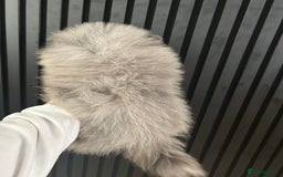 Pomeranian dogs for sale: Adorable bear faced fluffy merle Pomeranians - Image 3