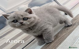 British Shorthair cats for sale: GCCF Registered British Shorthair Kittens for Sale - Image 15