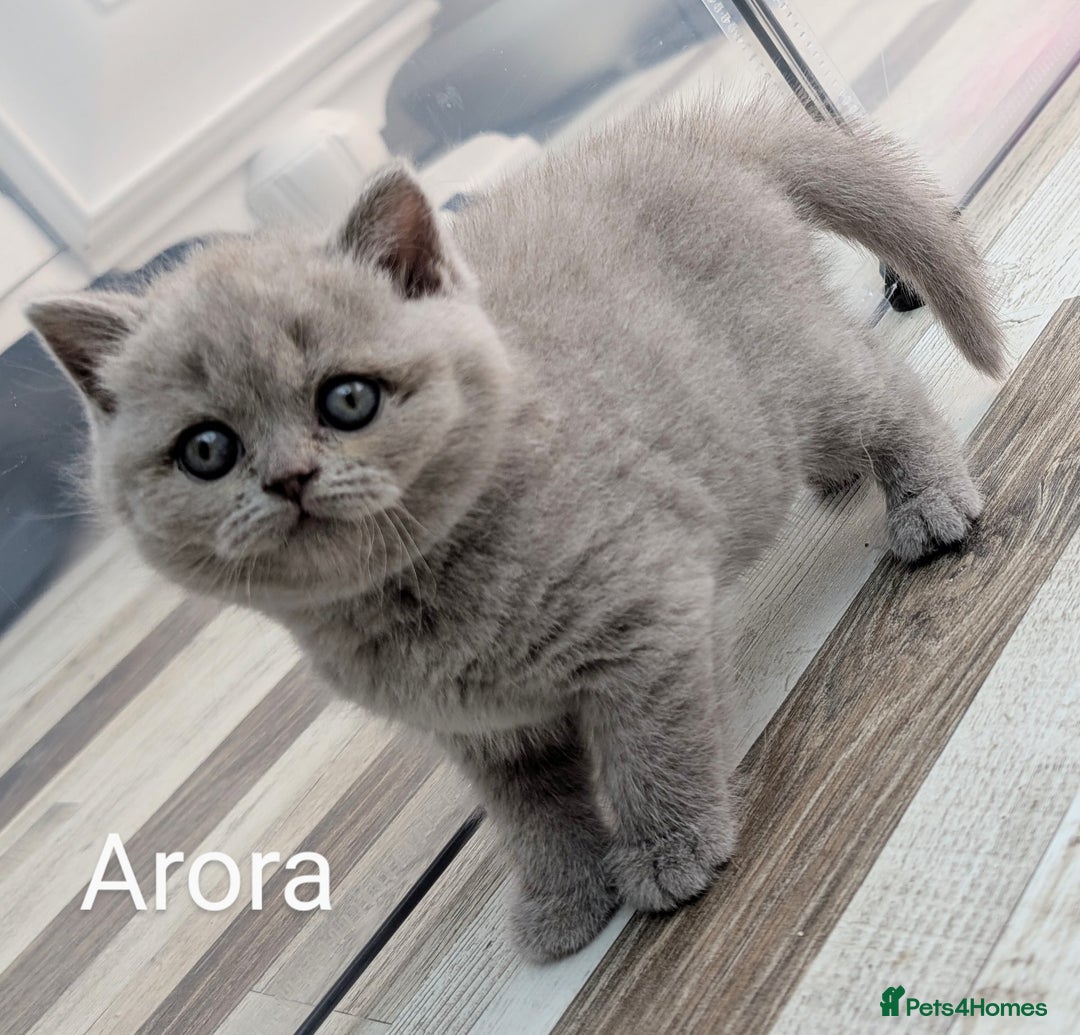 British Shorthair cats for sale: GCCF Registered British Shorthair Kittens for Sale - Image 15