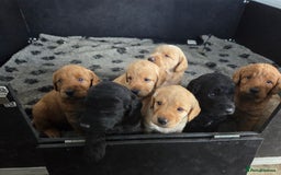 Labradoodle dogs for sale: 7 Miniture labradoodles  - Image 21