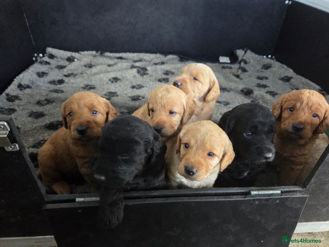 Labradoodle dogs for sale: 7 Miniture labradoodles  - Image 21