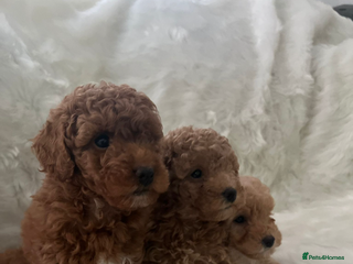 Cavapoo dogs Cavapoo mixed litter - Advert 5