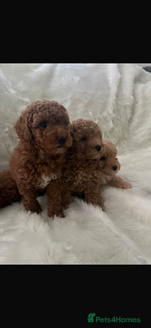 Cavapoo dogs Cavapoo mixed litter - Advert 9