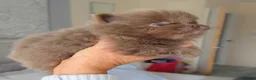 Pomeranian dogs for sale: 🐶 Tiny pomeranian puppies 🐶  - Advert 11