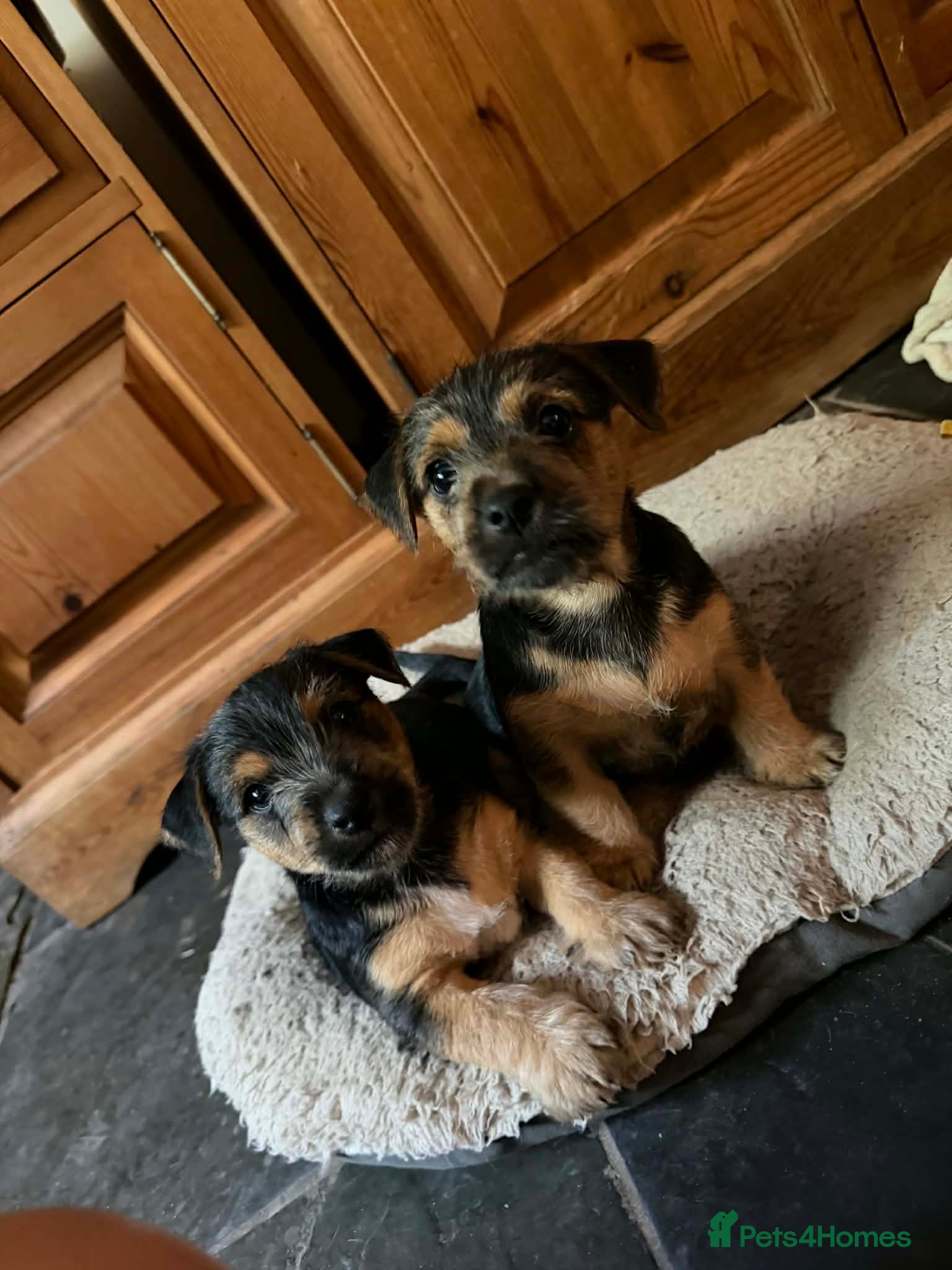 Jack Russell dogs Traditional Jack Russell - Advert 1