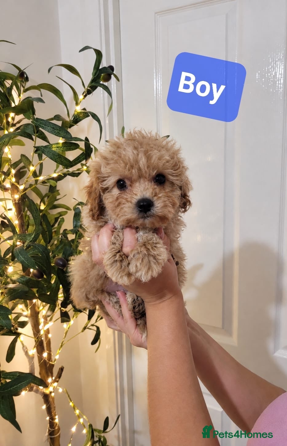 Maltipoo dogs 💫Extra tiny Asian Maltipoo puppies💫 - Advert 4