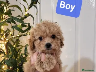 Maltipoo dogs 💫Extra tiny Asian Maltipoo puppies💫 - Advert 4