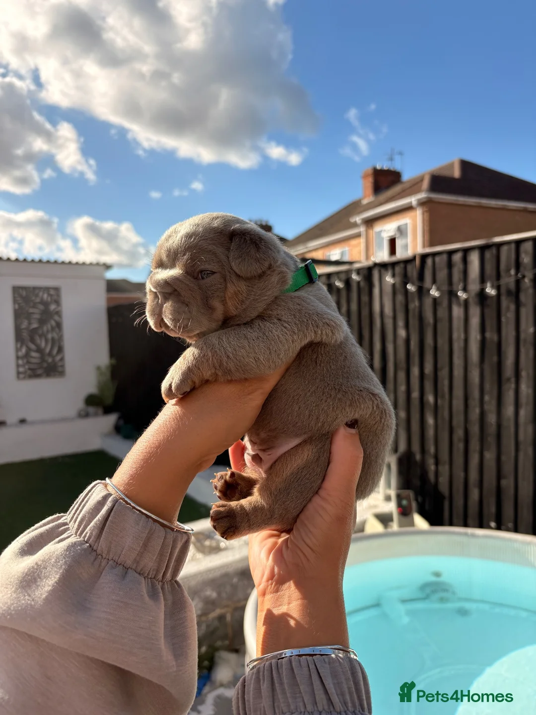 French Bulldog dogs for sale: French bulldog puppies  - Advert 2