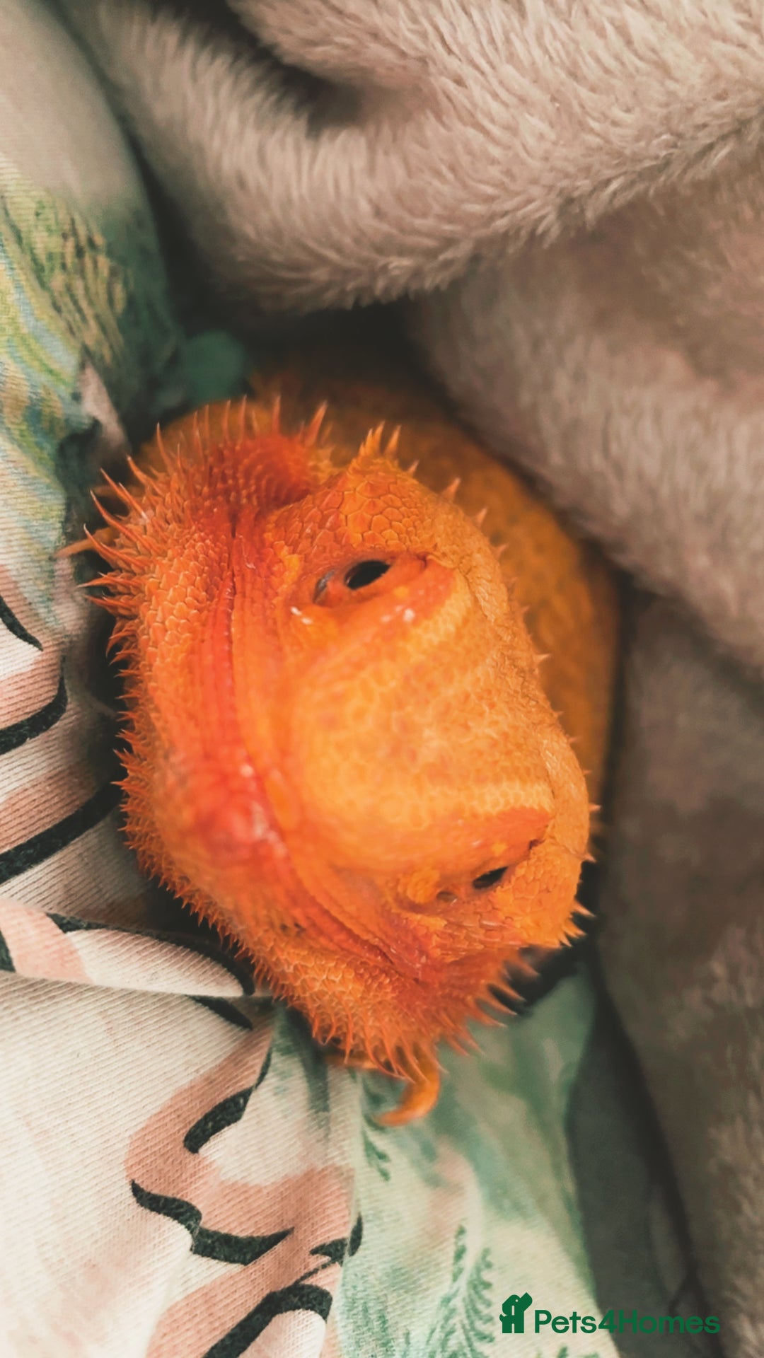 Bearded Dragon reptiles for sale: Male Orange Bearded Dragon + Full Setup  - Advert 5