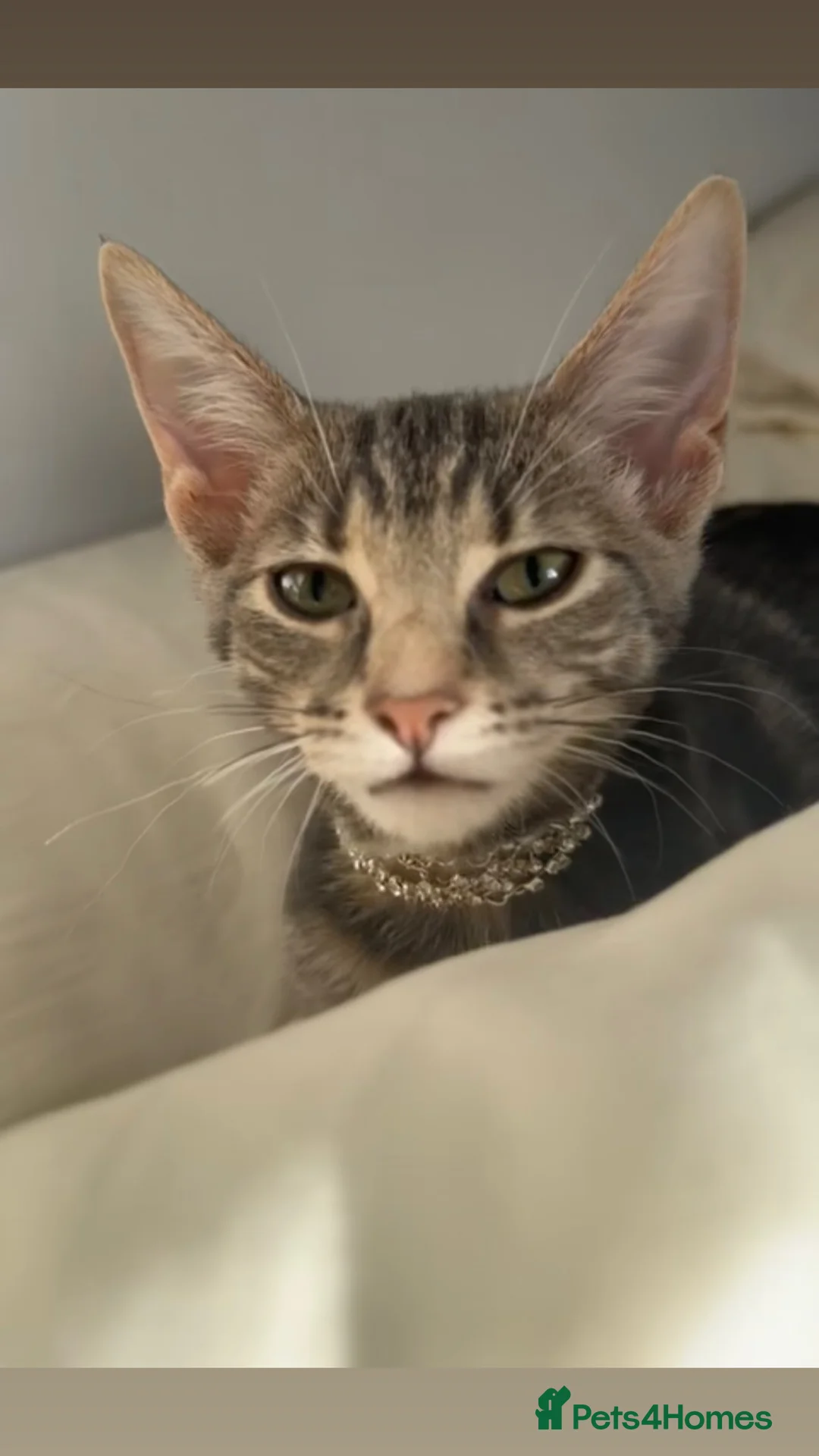 Mixed Breed cats for sale: 5 month old Tabby Kitten  in Nelson - Advert 1