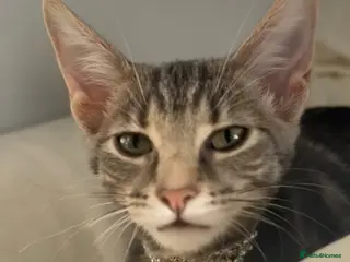 Mixed Breed cats 5 month old Tabby Kitten in Nelson - Advert 1