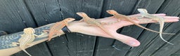 Bearded Dragon reptiles for sale: Various Bearded Dragon Morphs in Downham Market - Advert 2