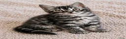 Bengal cats for sale: Unique Bengal Kittens  in Manchester - Advert 11