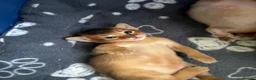 Abyssinian cats for sale: TICA 5* Pedigree Abyssinians  - Advert 4