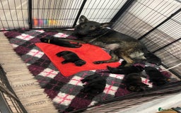 German Shepherd dogs for sale: Czech German Shepherd Male puppy - Image 5
