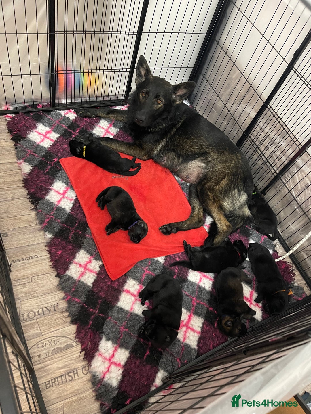 German Shepherd dogs for sale: Czech German Shepherd Male puppy - Image 5