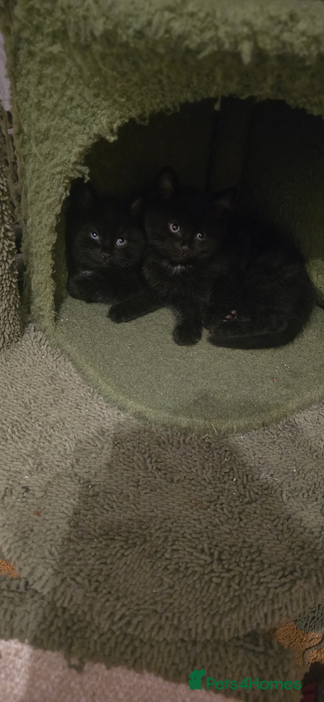 Mixed Breed cats for sale: Adorable Kittens for Sale - Advert 4