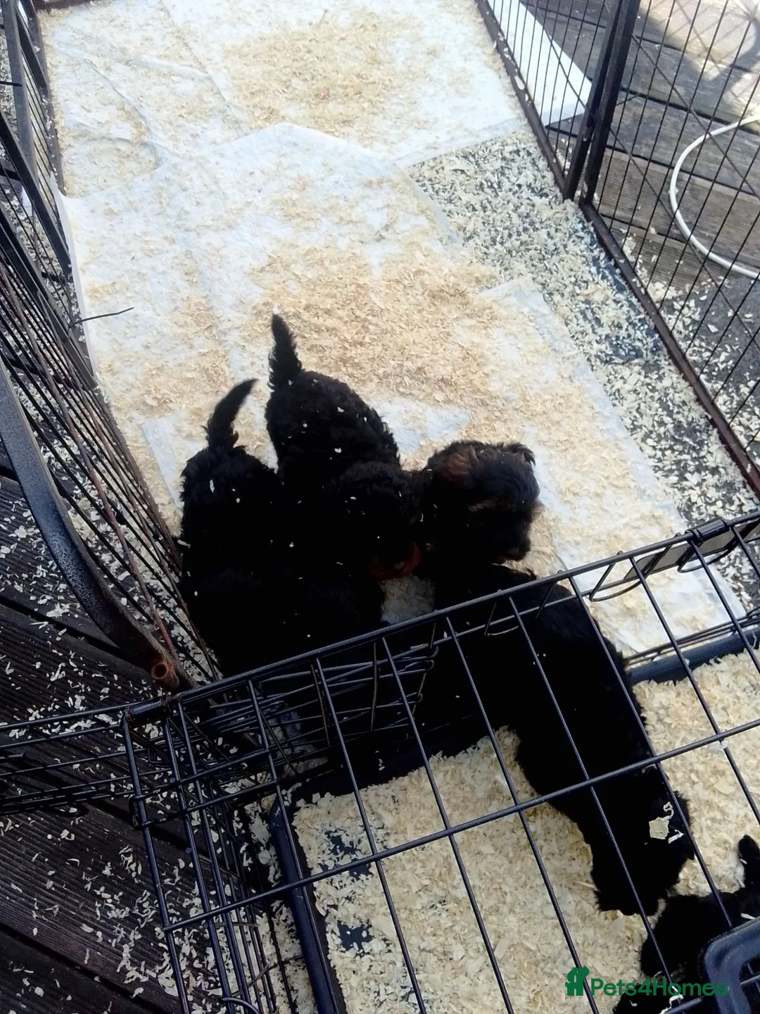 Cockapoo dogs for sale:  cockerpoo licensed breeder  - Advert 2