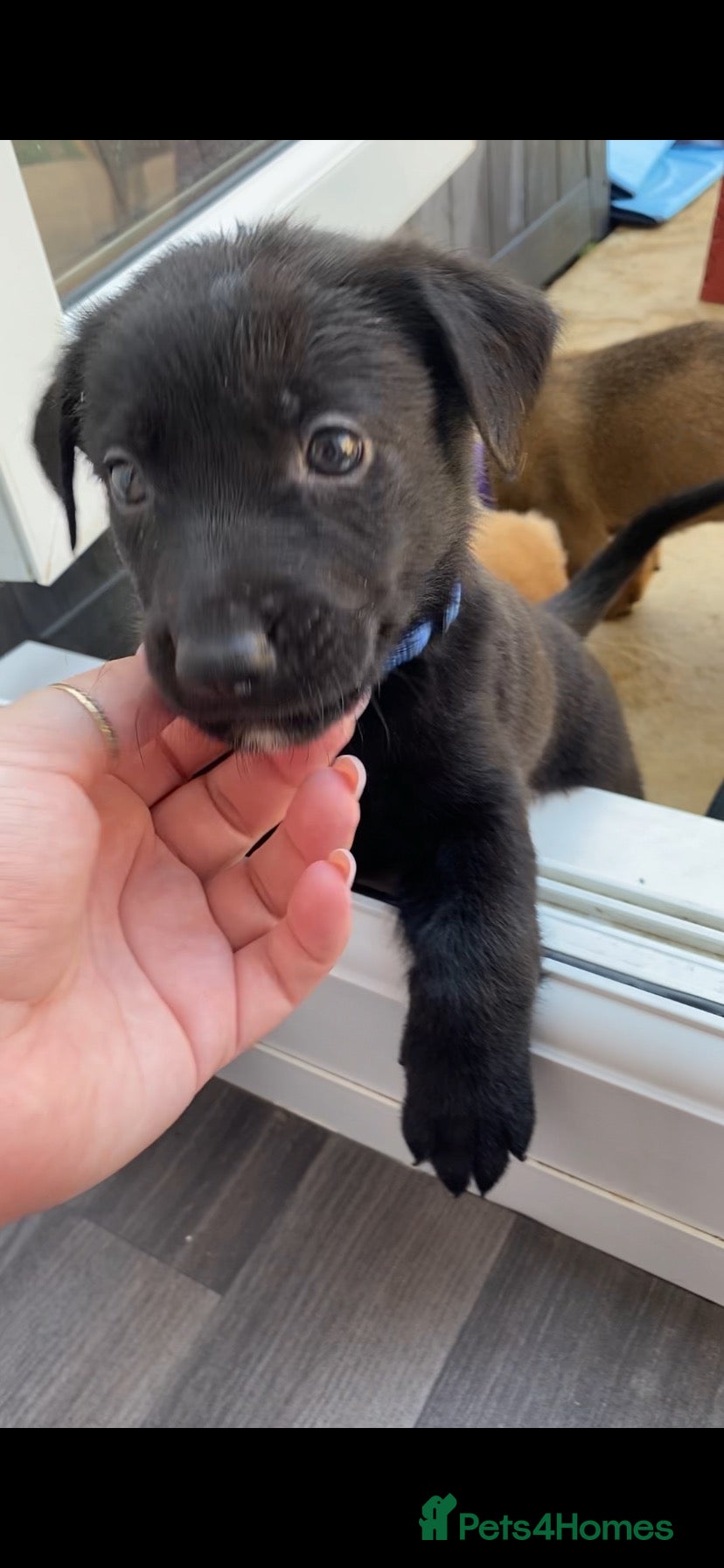 Mixed Breed dogs Mixed pups READY NOW - Advert 8