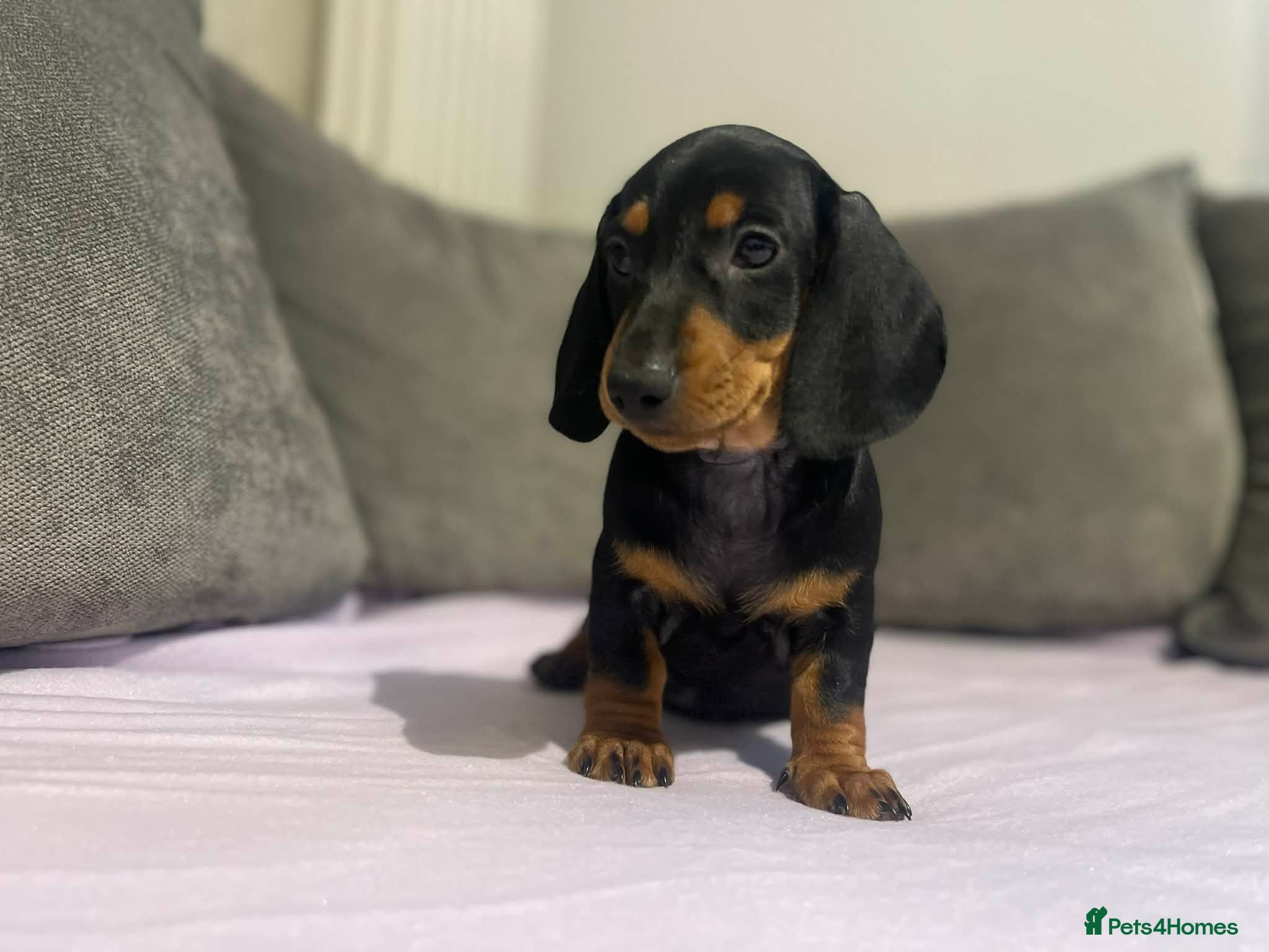 Miniature Dachshund dogs MINI DACHSHUND PUPPIES READY TO LEAVE NOW - Advert 4