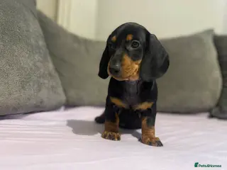 Miniature Dachshund dogs Beautiful puppies 2 male 1 female - Advert 10