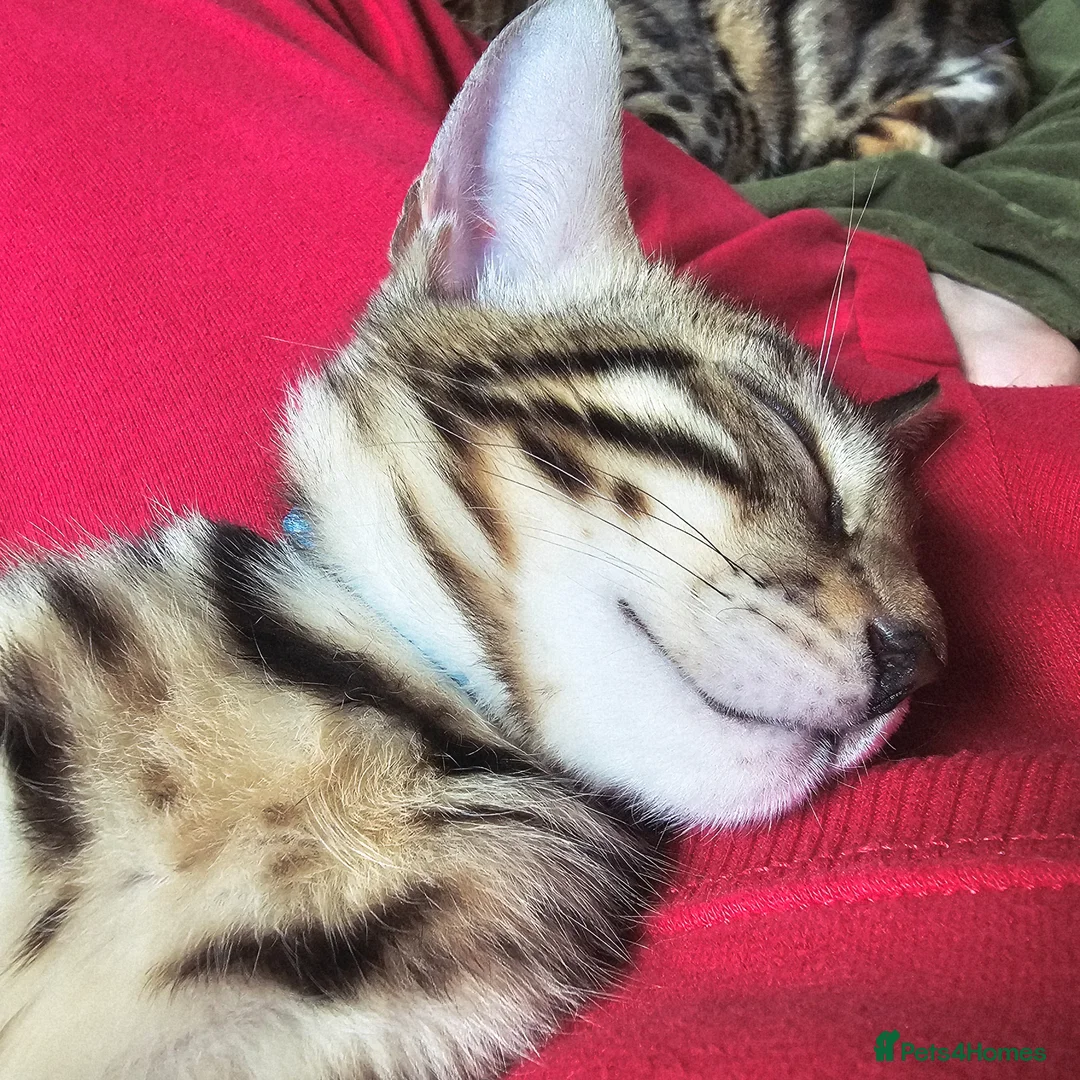 Bengal cats for sale: Bengal Males in Craven Arms - Advert 2