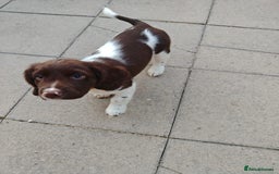 English Springer Spaniel dogs for sale: ESS girl puppies  - Image 22