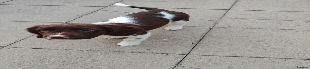 English Springer Spaniel Puppy 1