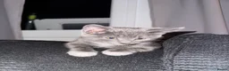 Mixed Breed cats for sale: Beautiful grey / black and white half Mainecoon  - Advert 11