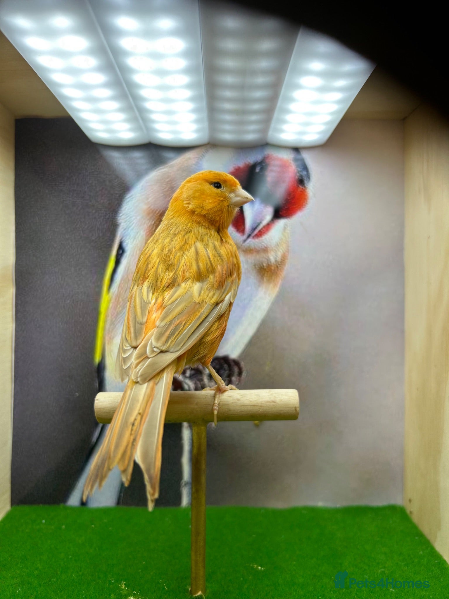 Canaries birds Red mosaic canary  - Advert 1