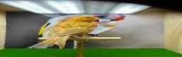 Canaries birds for sale: Red mosaic canary  - Advert 1