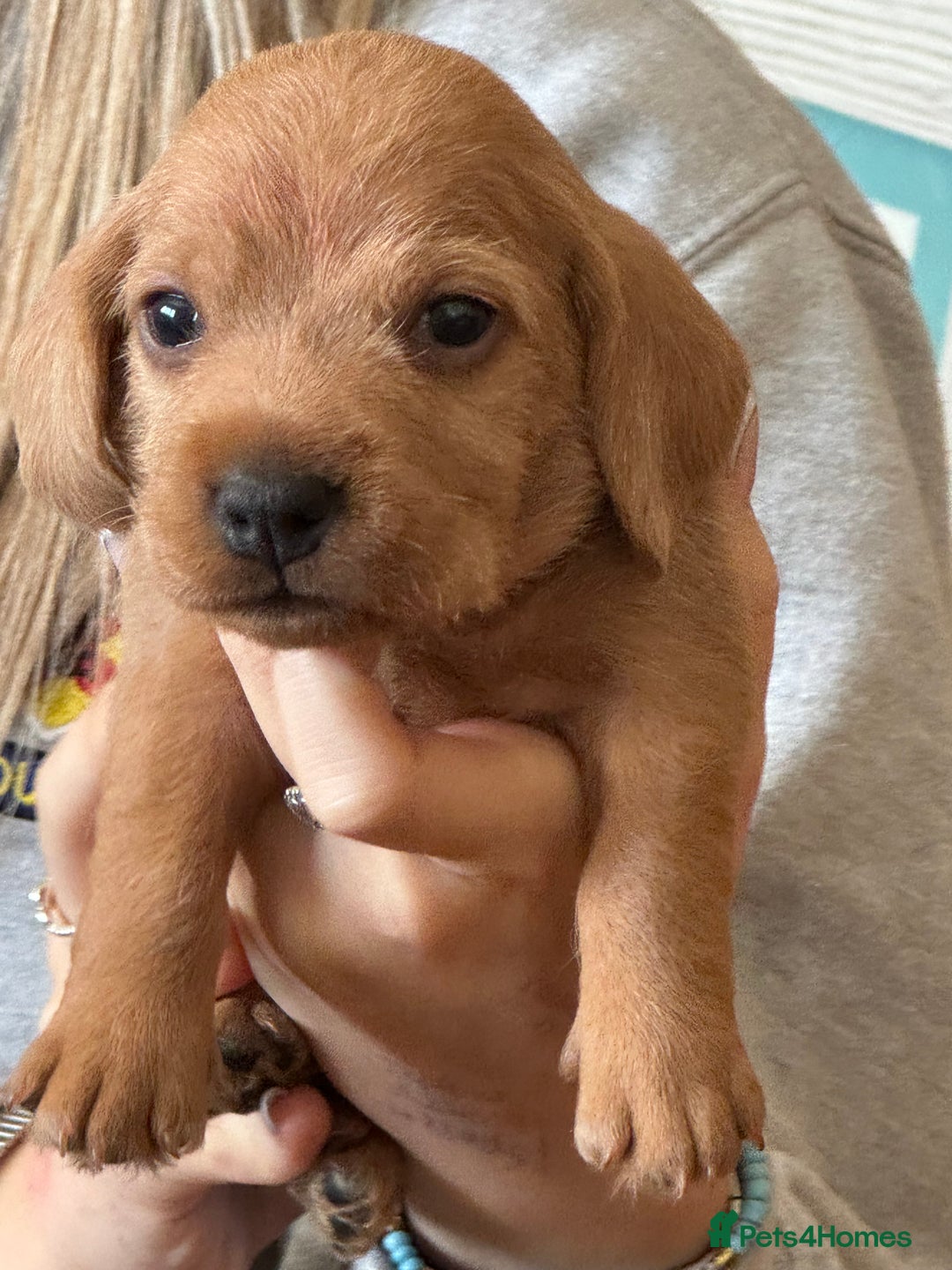 Basset Fauve De Bretagne dogs for sale: Basset Fauve De Bretagne Pups - Image 10