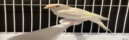 Canaries birds for sale: Domestic/Mosaic canaries available  - Advert 3