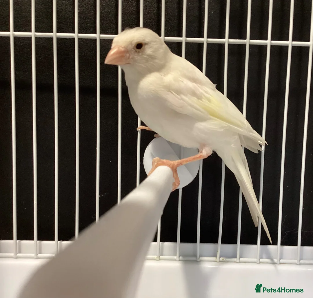 Canaries birds for sale: Domestic/Mosaic canaries available  - Advert 1