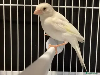 Canaries birds Domestic/Mosaic canaries available - Advert 10