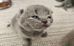 British Shorthair cats for sale: British Shorthair x Scottish Fold - Image 2