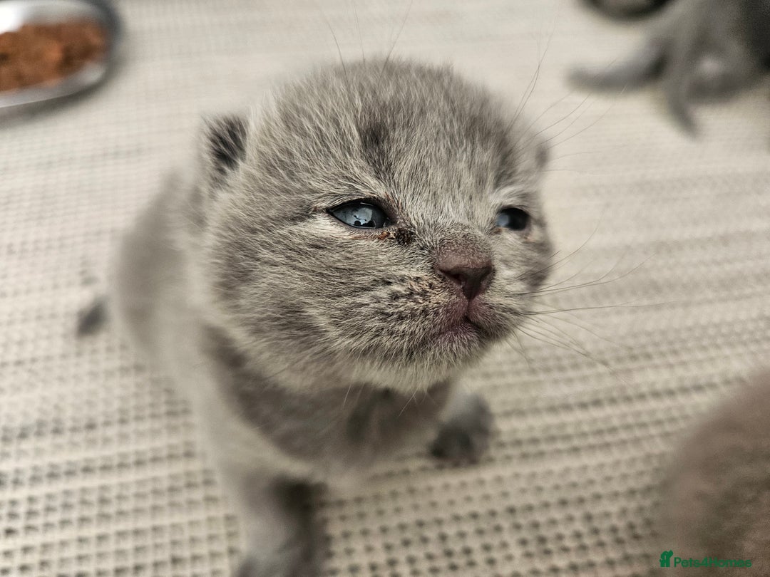 British Shorthair cats for sale: British Shorthair x Scottish Fold - Image 2