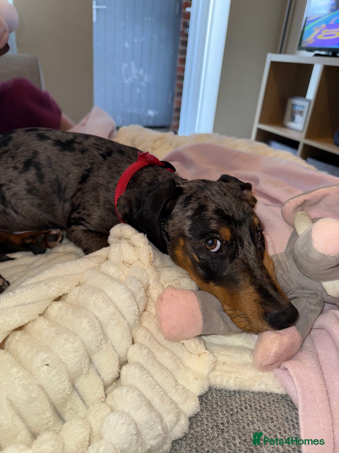 Dachshund dogs for sale: Male dapple dachshund  - Image 4