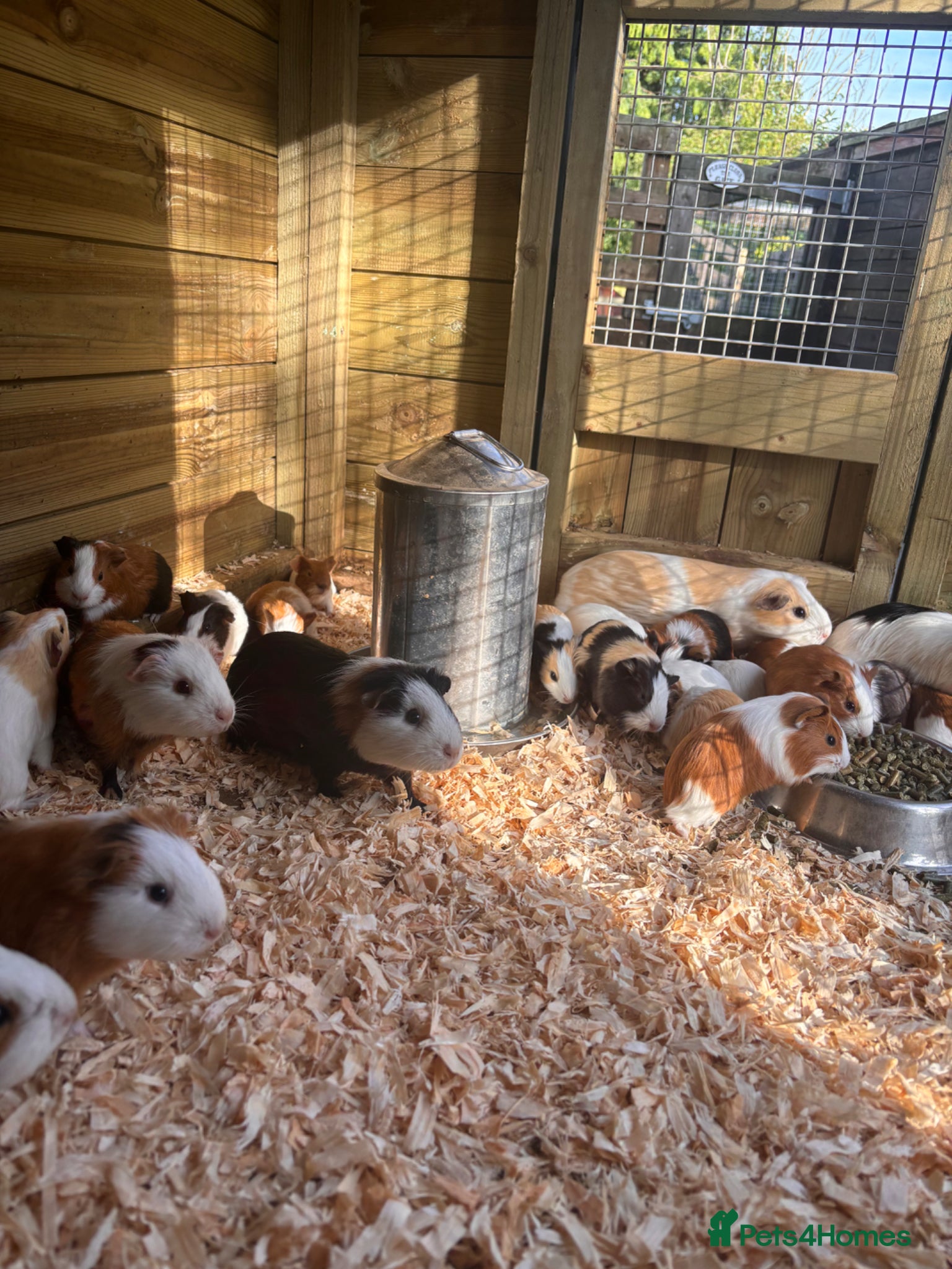 Guinea Pig rodents Guinea Pigs male and female  - Advert 1