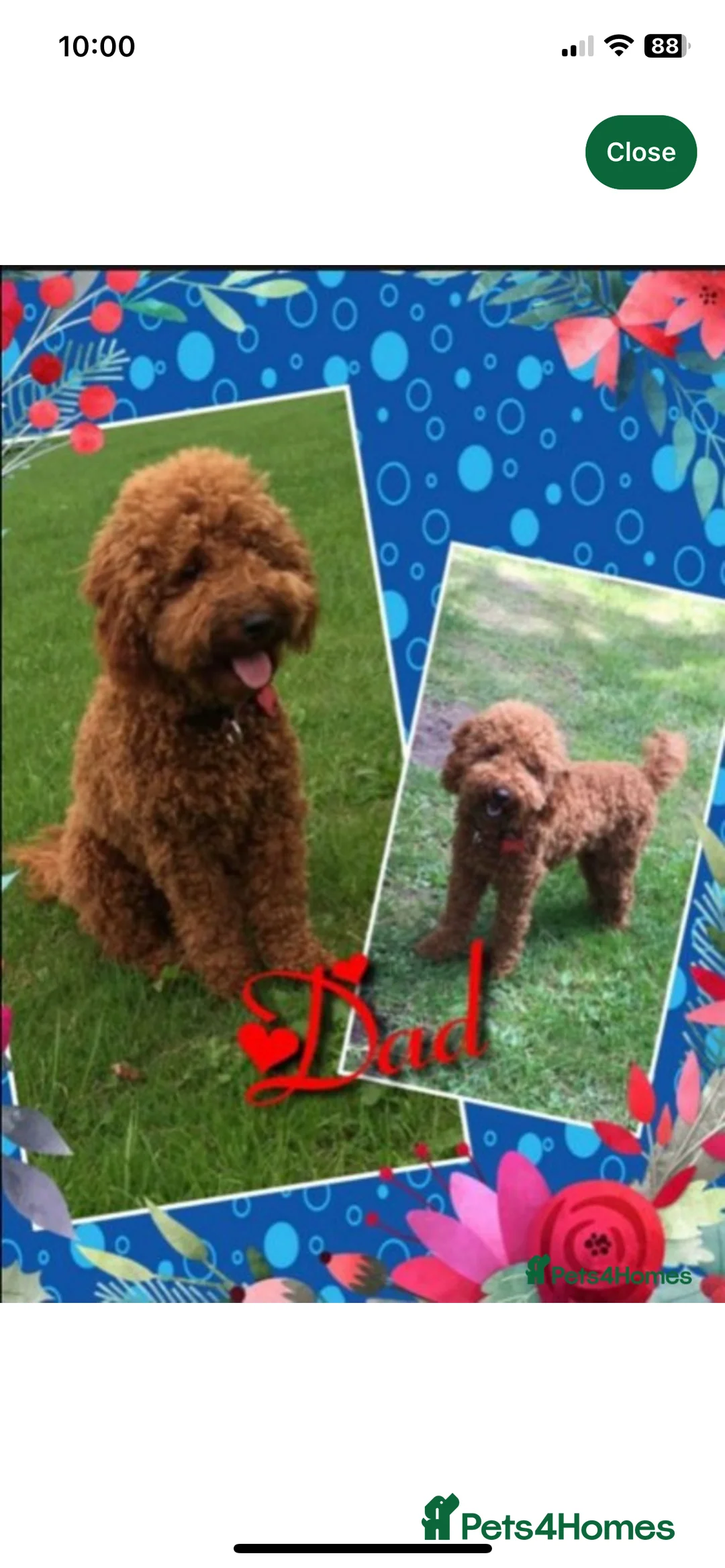 Cockapoo dogs for sale: X3 f1b cockapoo puppies  - Advert 7