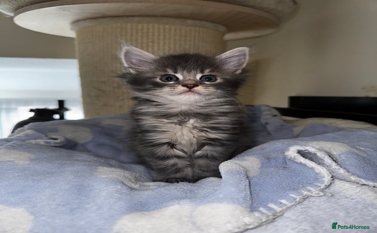Maine Coon cats - Advert 6
