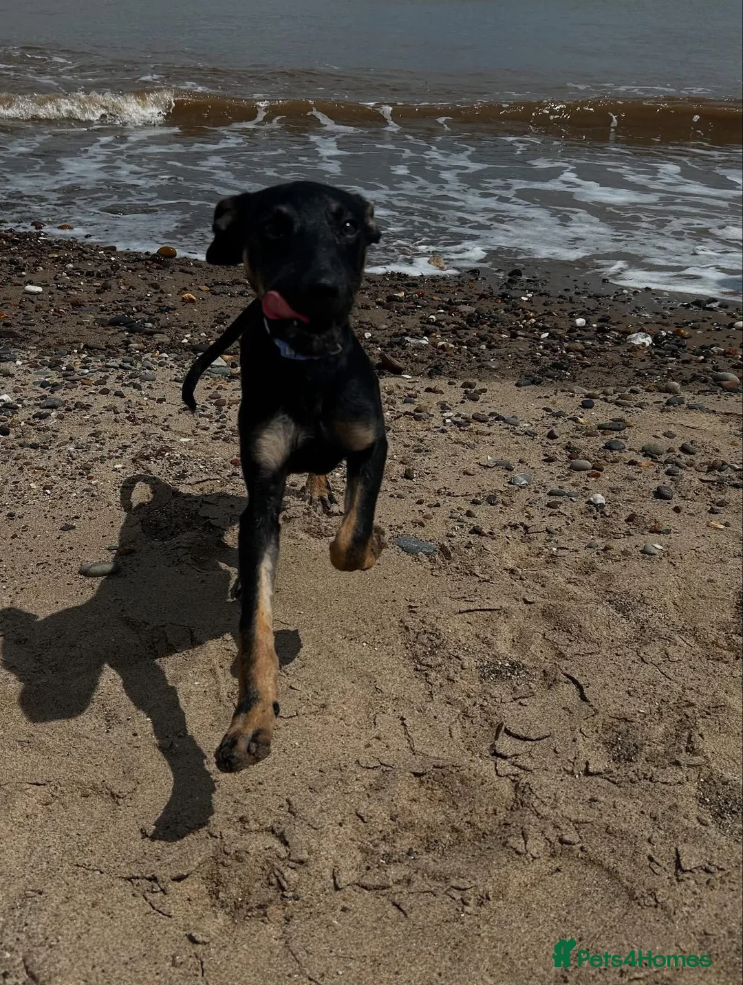 Lurcher dogs for sale: Amara fun loving very energetic pup - Advert 3